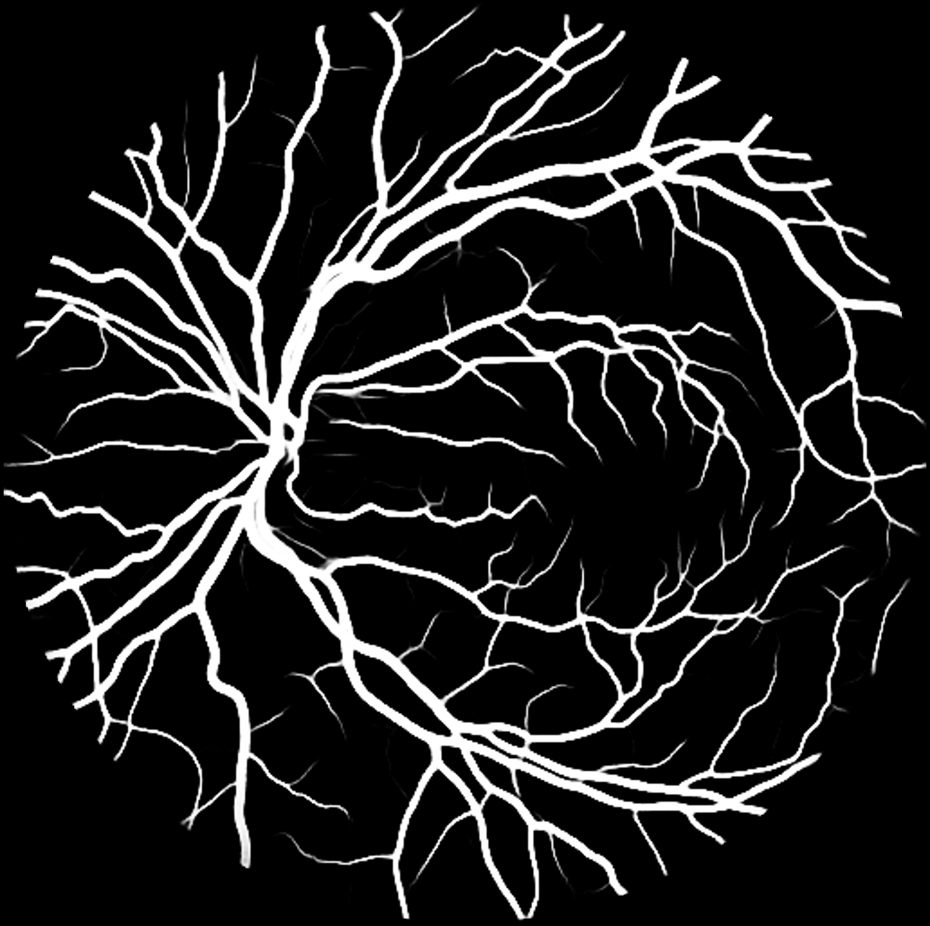 Vasculature Segmentation